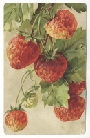 Клубника Открытка артикул 4992b.