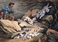 Hunting the tiger cat Гравюра (первая половина XIX века), Англия артикул 5058b.