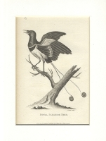 Royal Paradise Bird - Гравюра (первая четверть XIX века, Западная Европа) артикул 5066b.