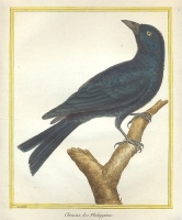 Галка Гравюра, ручная раскраска (Франция), вторая половина XVIII века артикул 5072b.